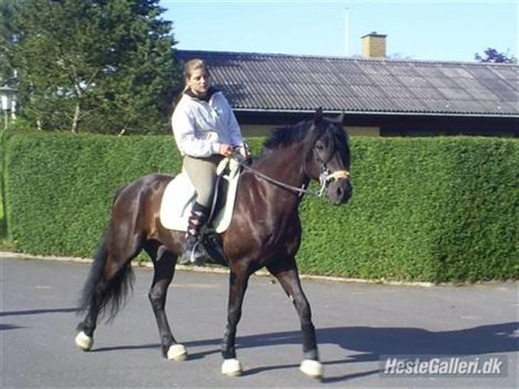 Welsh Cob (sec D) Zorro billede 5