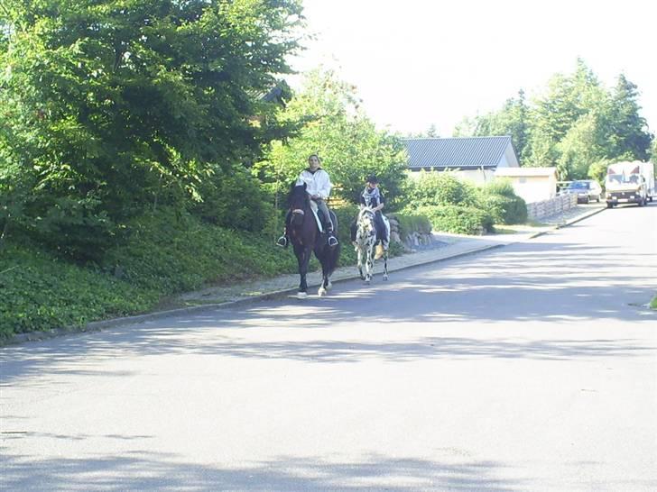 Welsh Cob (sec D) Zorro billede 9