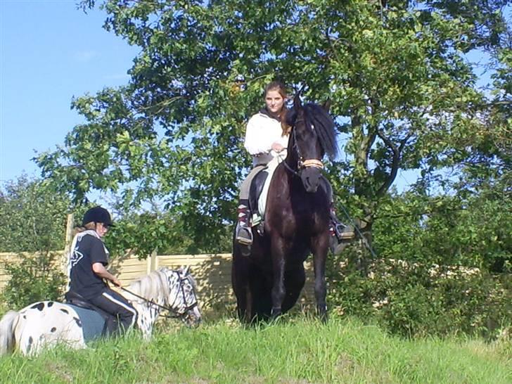 Welsh Cob (sec D) Zorro billede 10