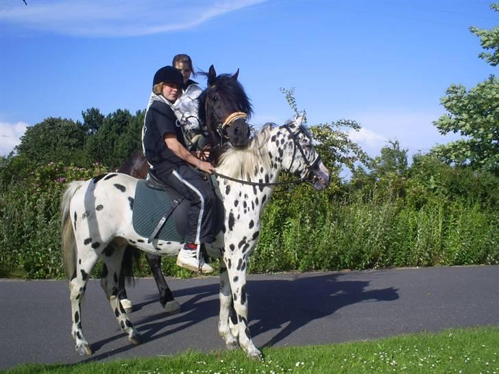 Welsh Cob (sec D) Zorro billede 11