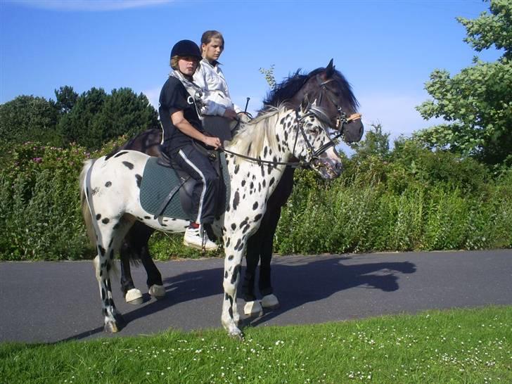 Welsh Cob (sec D) Zorro billede 12