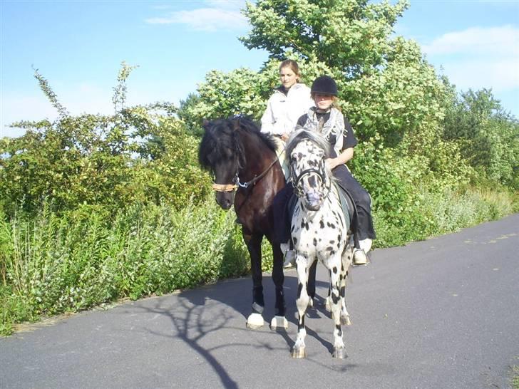 Welsh Cob (sec D) Zorro billede 13