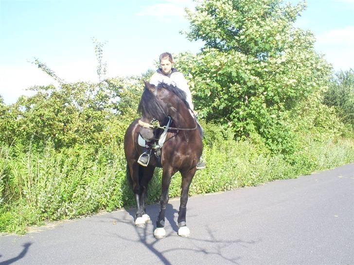 Welsh Cob (sec D) Zorro billede 14