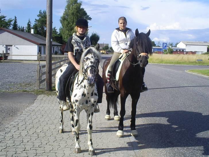 Welsh Cob (sec D) Zorro billede 15