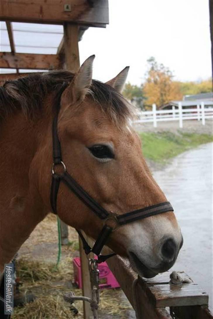 Anden særlig race Tyson <33   - velkomen til tysons profil <3     foto: rikke billede 1