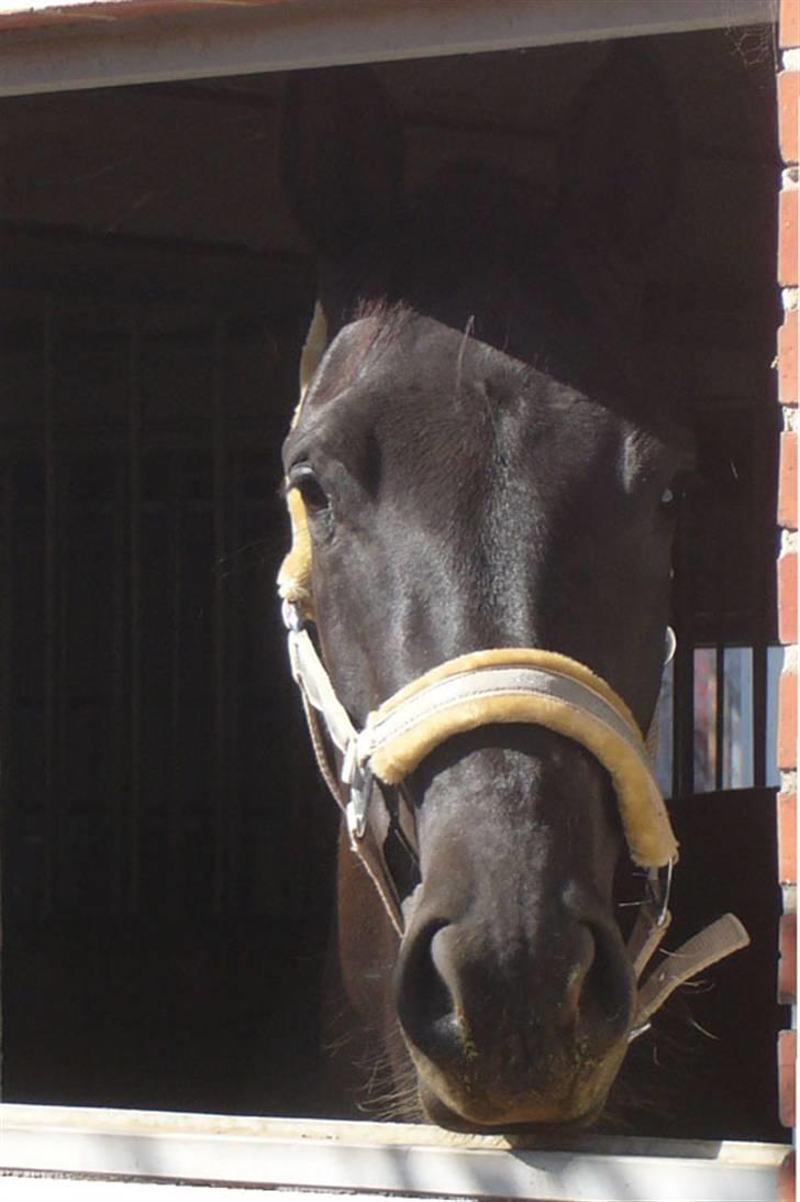 Dansk Varmblod Bomgaardens Black Pearl *SOLGT* - Hun hedder Bomgaardens Black Pearl, men hun bliver kaldt mulle,  billede 1