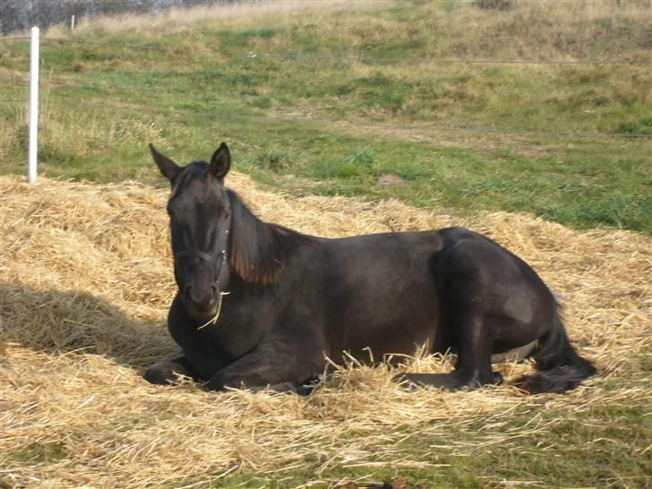 Dansk Varmblod Bomgaardens Black Pearl *SOLGT* - Taget d. 27/10- 2007, da der var åbenthus på Stald Vældgaard hvor hun er opstaldet, her er hun 2 år og 7 mdr billede 2