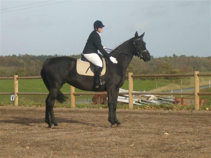 Dansk Varmblod Bomgaardens Black Pearl *SOLGT* - Taget d. 25/11- 2008Mulles første stævne og første ridning udendørs billede 3