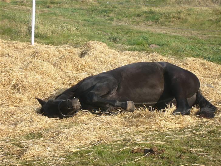 Dansk Varmblod Bomgaardens Black Pearl *SOLGT* - Taget d. 27/10- 2007, og så fik jeg noget jeg ikke havde regnet med billede 4