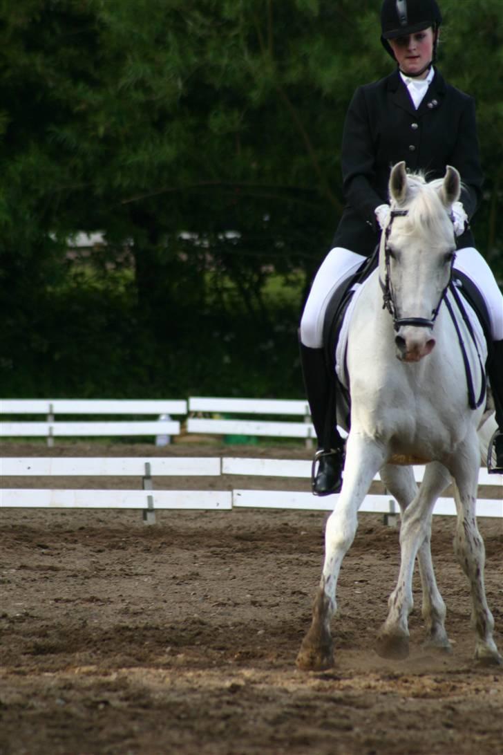 Arabisk fuldblod (OX) Silver Elisha  billede 15