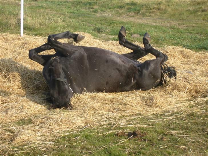 Dansk Varmblod Bomgaardens Black Pearl *SOLGT* - Taget d. 27/10- 2007, første gang jeg har set hende rulle sig billede 5