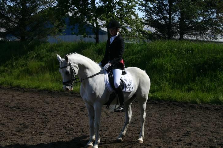 Arabisk fuldblod (OX) Silver Elisha  billede 16