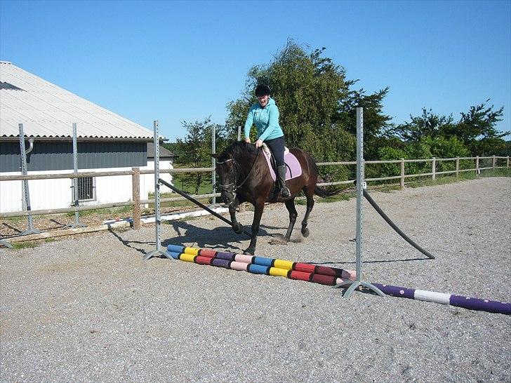 Dansk Varmblod Bomgaardens Black Pearl *SOLGT* - uge 29 år 2010 fra indspringning billede 6