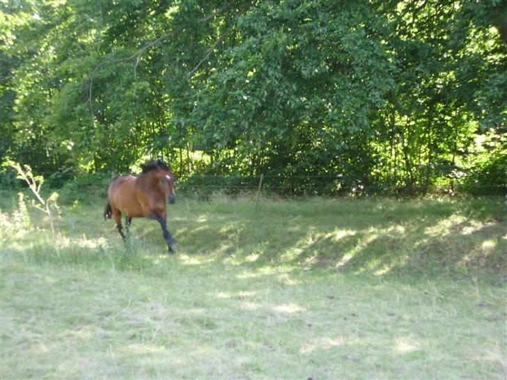 Dansk Varmblod Mermaids La Fleur R.I.P - Så er der fart på! billede 4