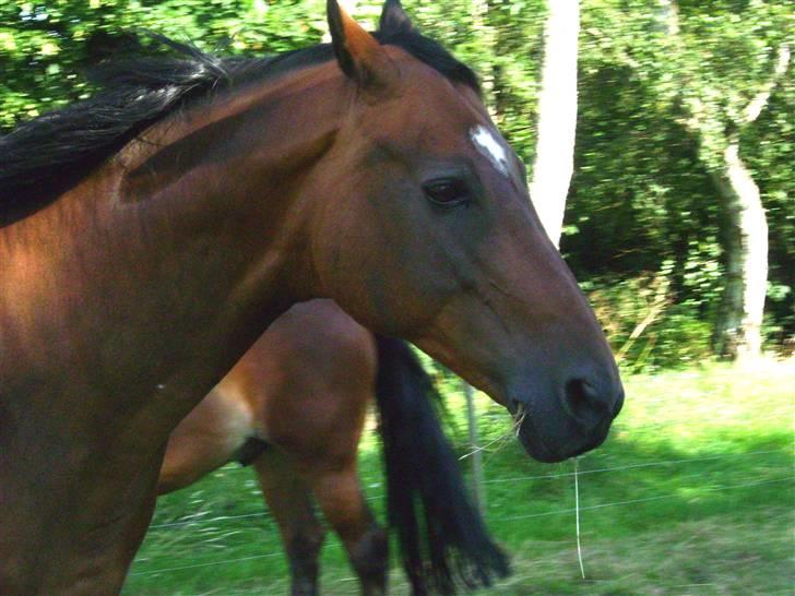 Dansk Varmblod Mermaids La Fleur R.I.P - Hejsa billede 5