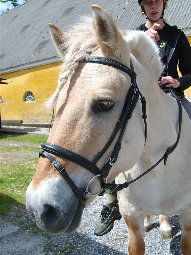 Fjordhest Lucky (Død) billede 6