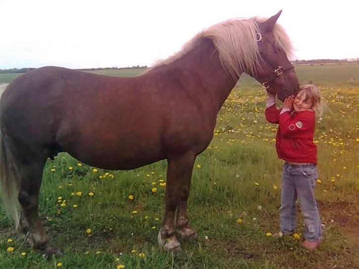 Haflinger Isabel - altid kærlig<3 billede 10