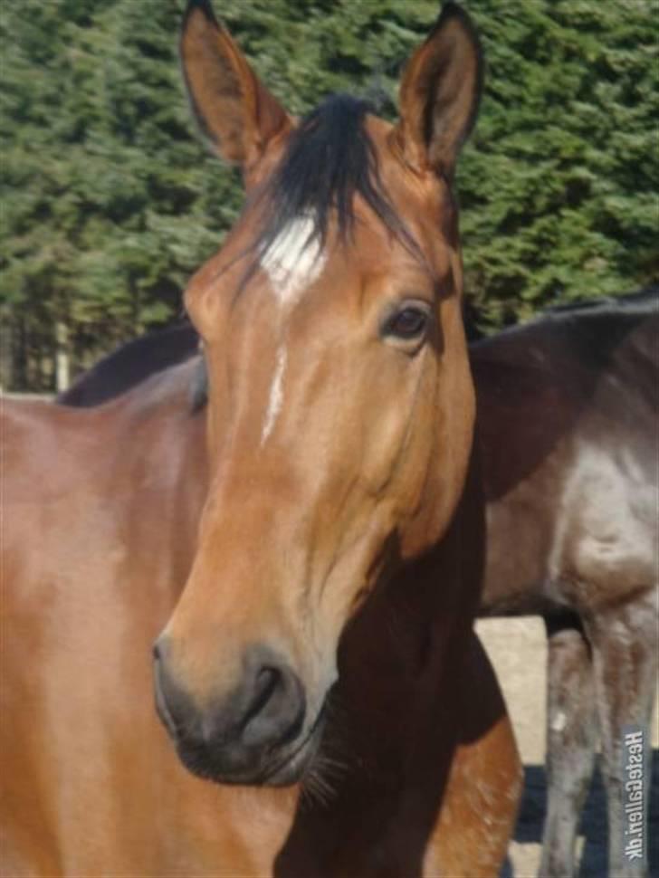 Anden særlig race Frk. Smilla - RIP <3 - Velkommen til Smils profil :) billede 1