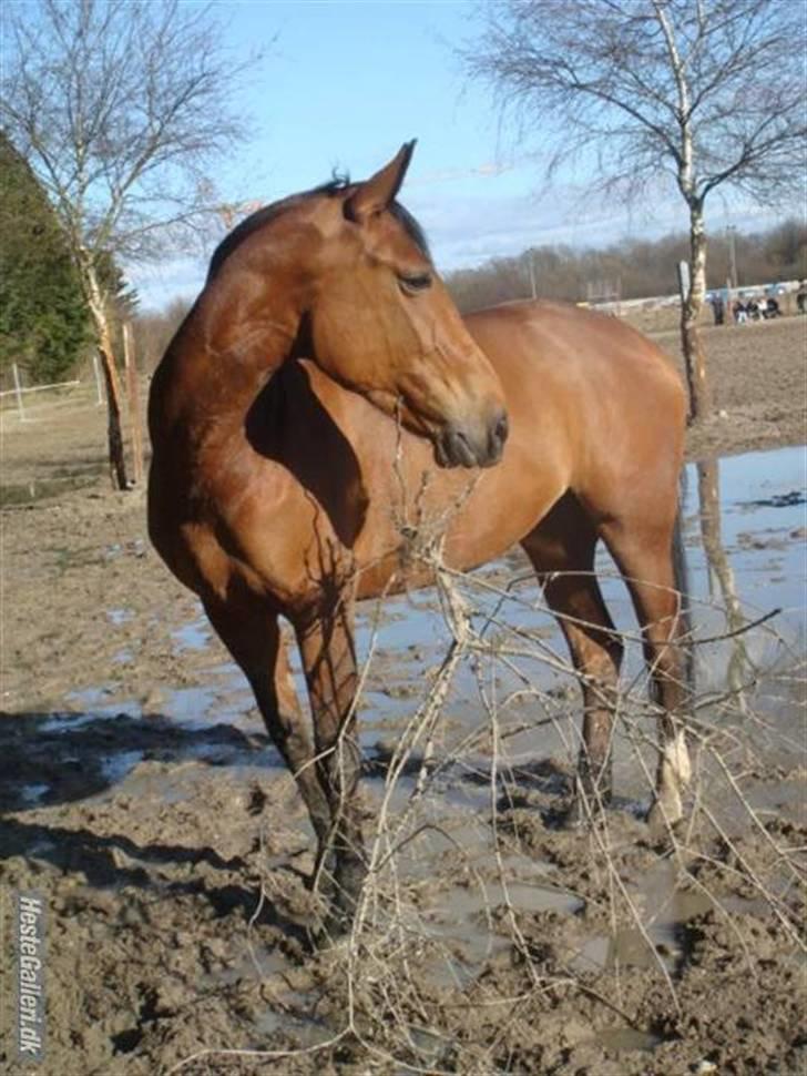 Anden særlig race Frk. Smilla - RIP <3 - Smukke smils <3 billede 2