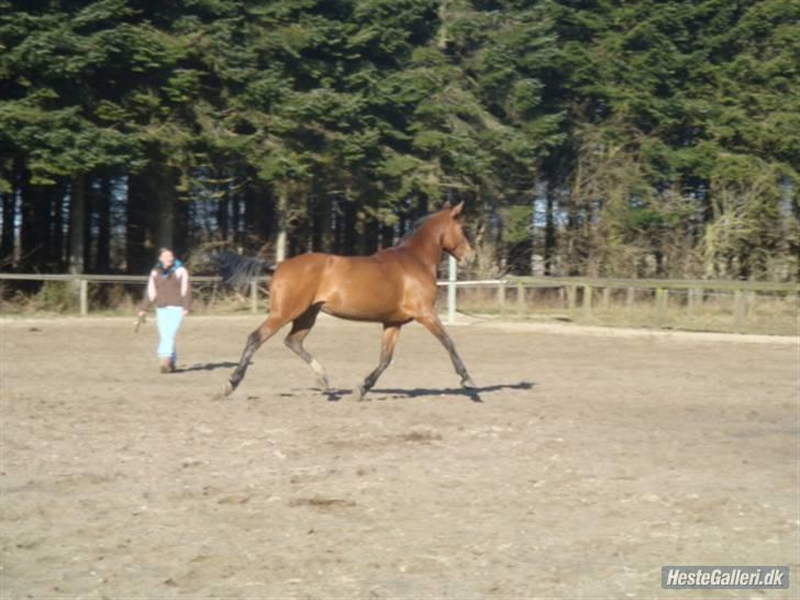 Anden særlig race Frk. Smilla - RIP <3 - fin trav :) billede 5