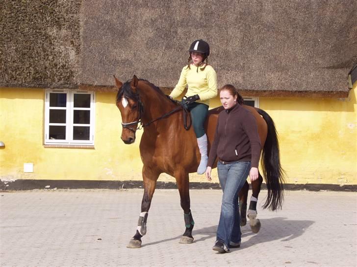 Dansk Varmblod Vestergaardens Limone  - RIP <3 - Bobo til showstævne i Dressur på Müle =D (Mone) haha . billede 4