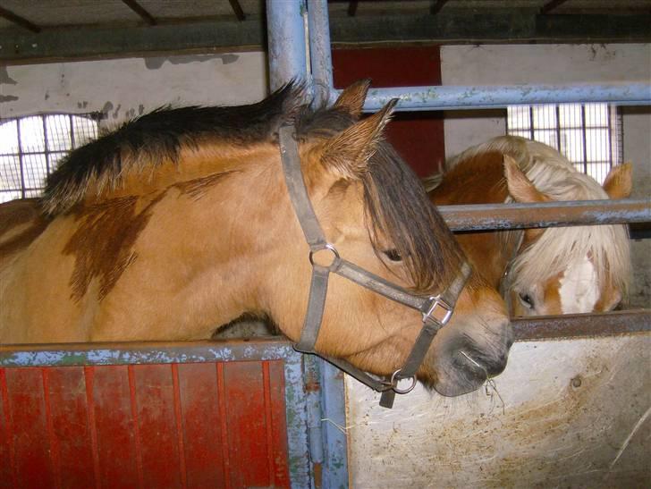 Anden særlig race Tulle SOLGT billede 1
