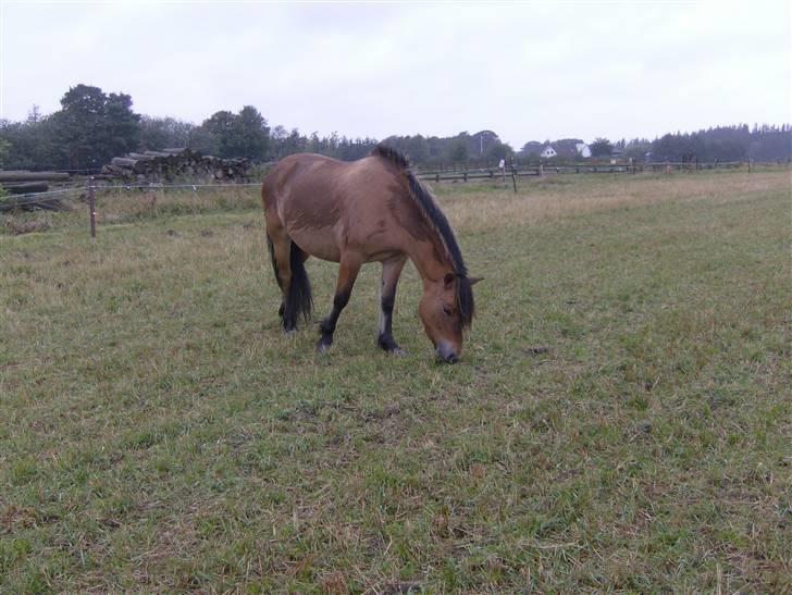 Anden særlig race Tulle SOLGT billede 2