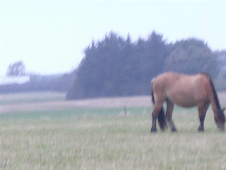 Anden særlig race Tulle SOLGT billede 3