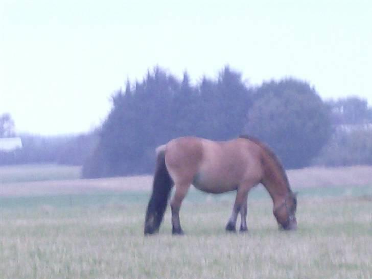 Anden særlig race Tulle SOLGT billede 4