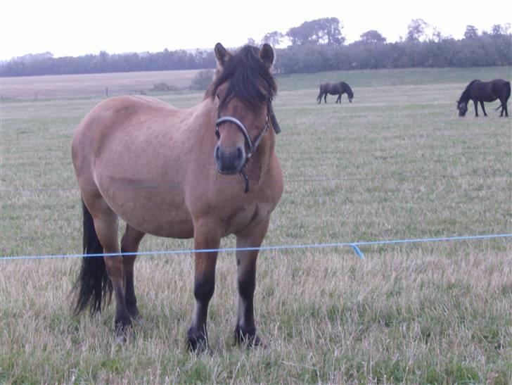 Anden særlig race Tulle SOLGT billede 5