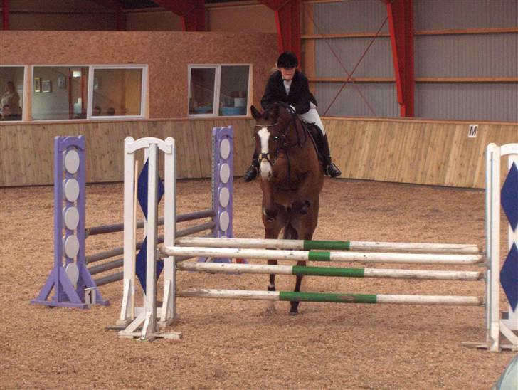 Dansk Varmblod welt-sohn R.I.P 2002-2009 - Stævne i Egtved. welles første spring stævne billede 5