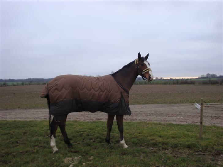 Dansk Varmblod welt-sohn R.I.P 2002-2009 - 30/1-09 billede 6