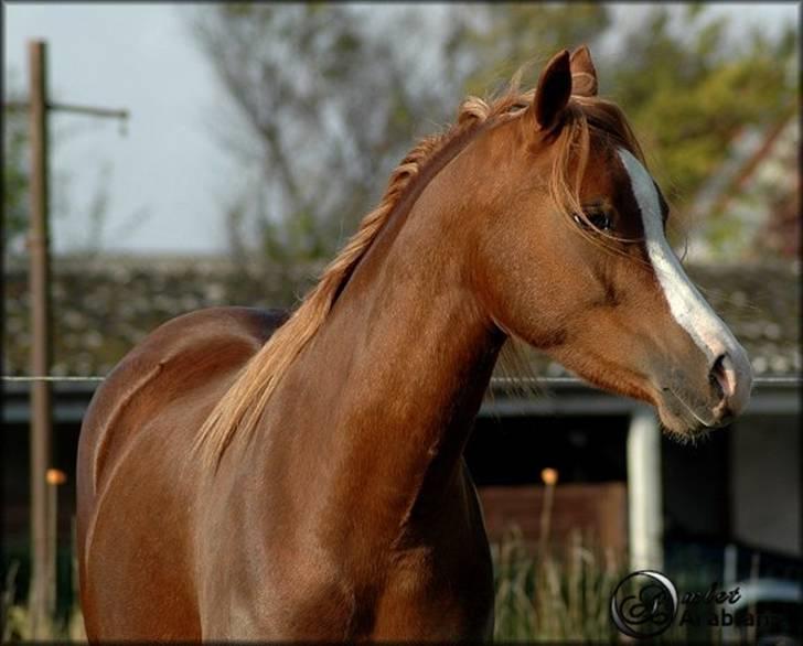 Welsh Pony (sec B) Gondine - SOLGT - 29 Okt - 2007 billede 1