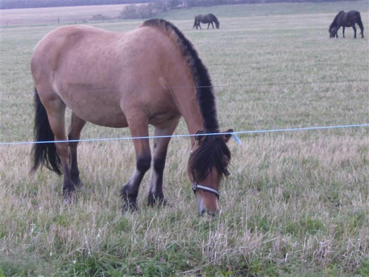 Anden særlig race Tulle SOLGT billede 6