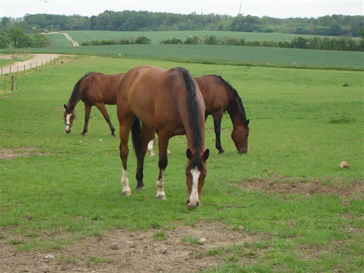 Dansk Varmblod welt-sohn R.I.P 2002-2009 - sommeren 2007 billede 7