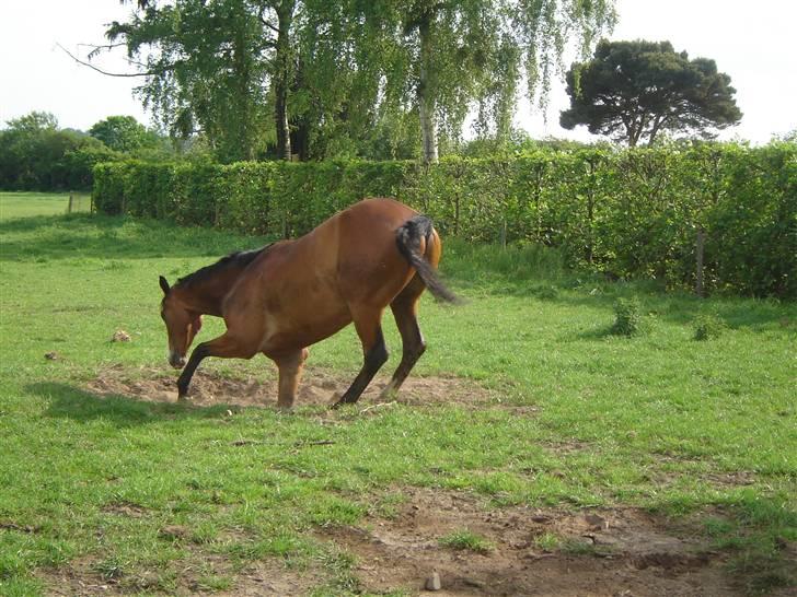 Dansk Varmblod welt-sohn R.I.P 2002-2009 - Welle graver efter guld :) billede 8