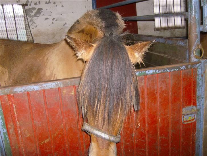 Anden særlig race Tulle SOLGT billede 7