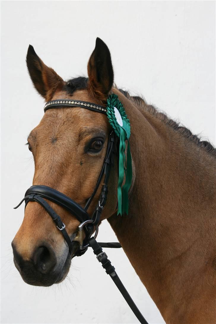 Anden særlig race Prince Charming  - Smukke Charming´<3 billede 14