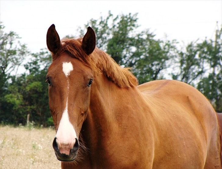 Dansk Varmblod Amigo billede 15