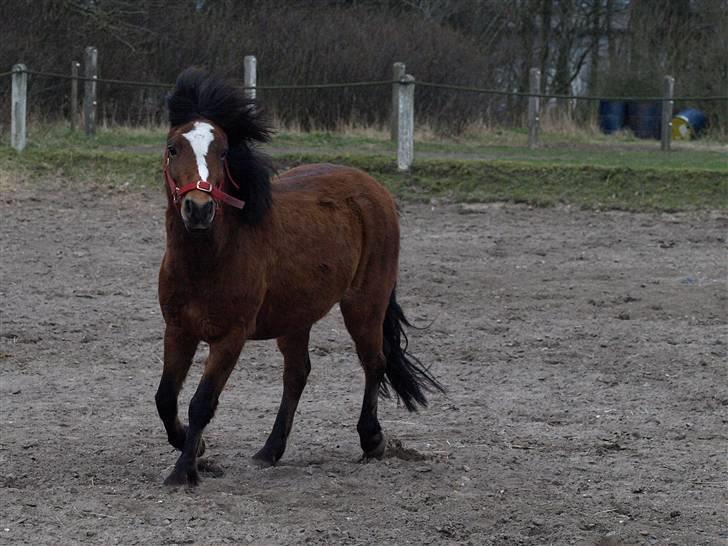 Anden særlig race Freja - hehe freja løber lige lidt på ridebanen:-) billede 2