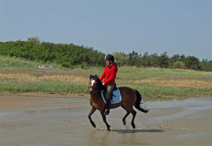 Anden særlig race Freja - ved stranden.. galop billede 5