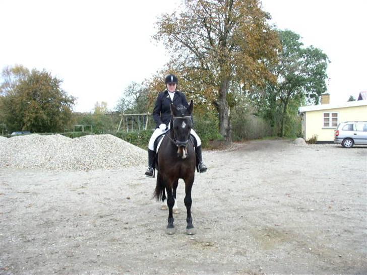 Oldenborg  Nicy gl. part - skal til at ride ind på banen billede 1