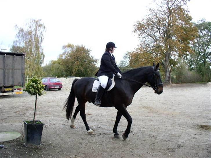 Oldenborg  Nicy gl. part - skridter lidt billede 3