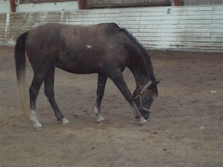 Arabisk fuldblod (OX) Zadeek billede 7