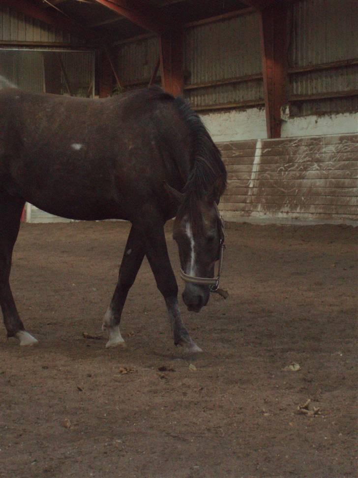 Arabisk fuldblod (OX) Zadeek billede 9