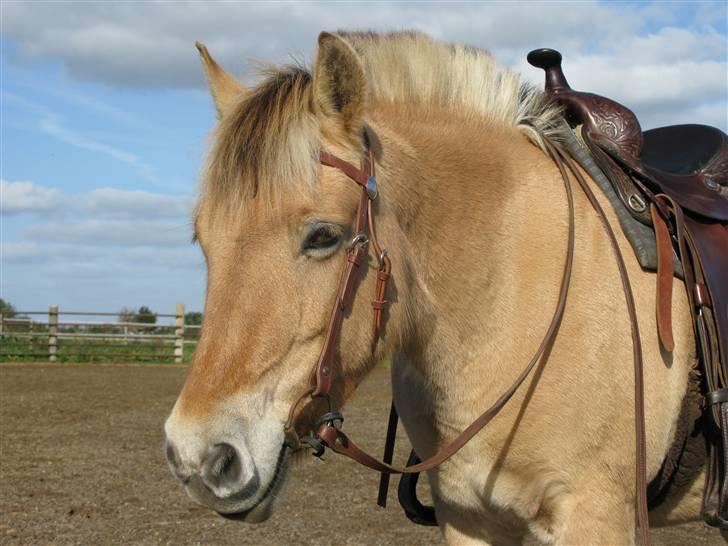 Fjordhest malou *SOLGT* - min lille skath billede 1