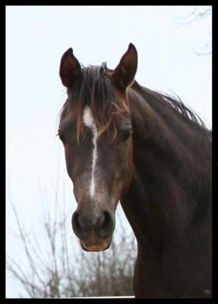 Arabisk fuldblod (OX) Zadeek - Billedet er taget f Zadeeks tligere ejer Winn Kongsnæs billede 11