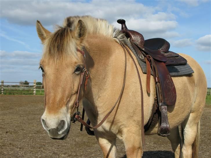 Fjordhest malou *SOLGT* - min smukke pony billede 2