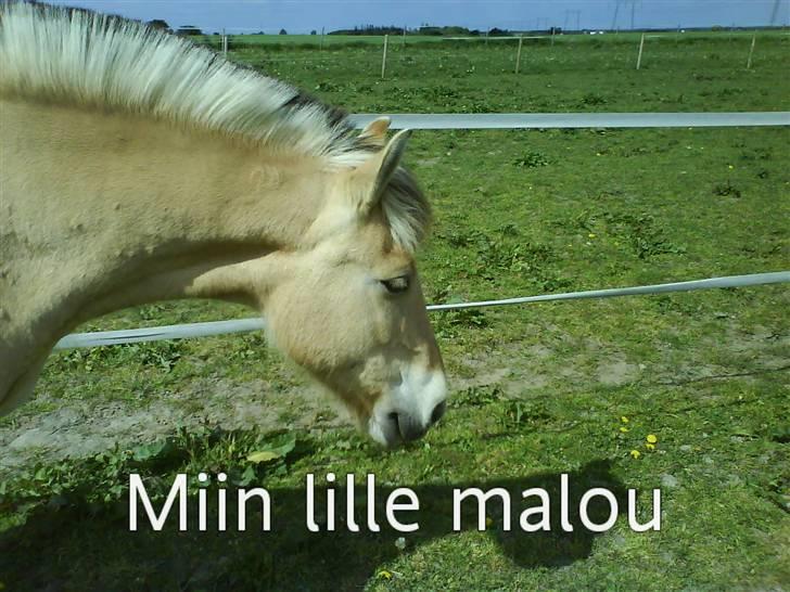 Fjordhest malou *SOLGT* - miin lille malou billede 3