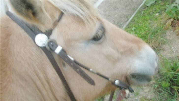Fjordhest malou *SOLGT* billede 4